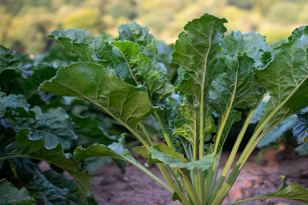 Alles over droogte en de invloed op uw bemestingsstrategie