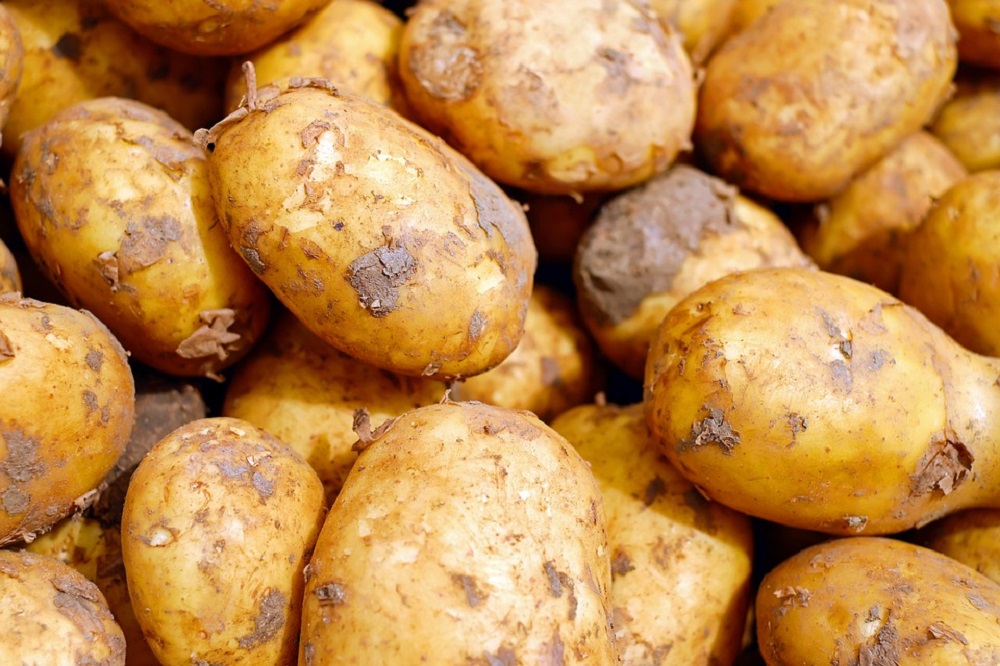 aardappelmot en de aardappelbladvlo.