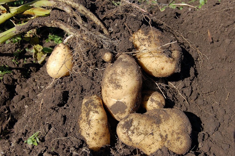 Farm Frites