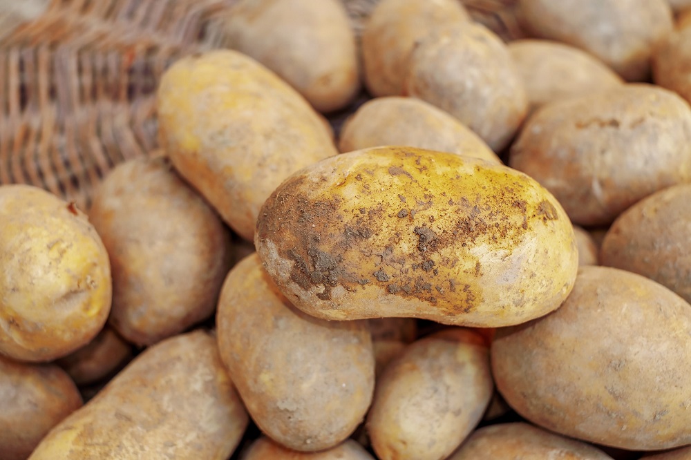 Aardappelen doen omzet akkerbouw met bijna 1/5 dalen