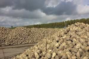 Betere bewaarresultaten bij suikerbieten door gebruik vliesdoek