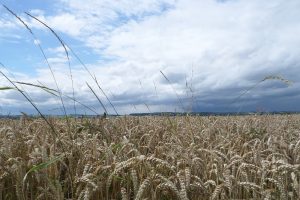 Vangewasverplichting