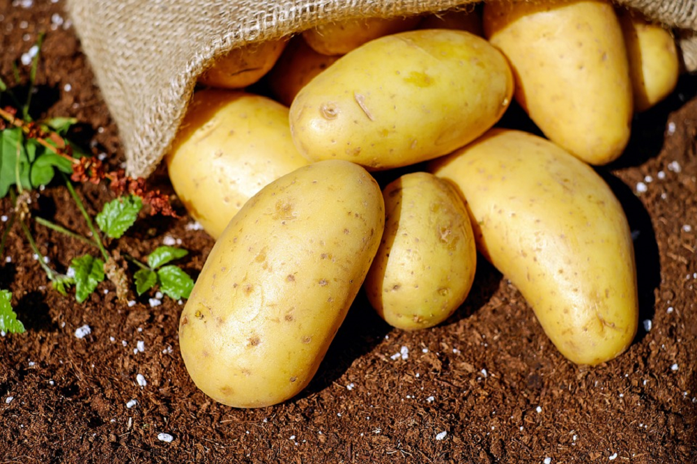 Belgische aardappelindustrie verwerkt 4 pct minder in 2020