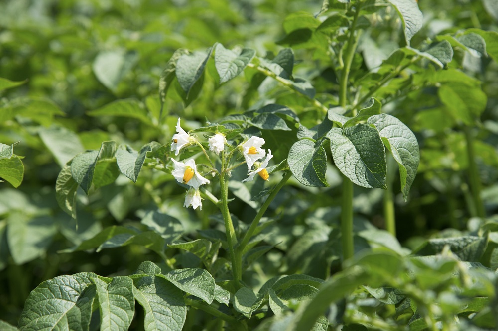 Hoe bestrijd ik de bonenspintmijt in mijn aardappelteelt?