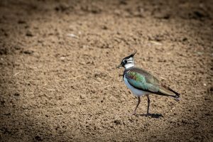 Boerenlandvogels