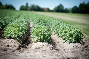 Aardappelareaal in Vlaanderen neemt een forse duik