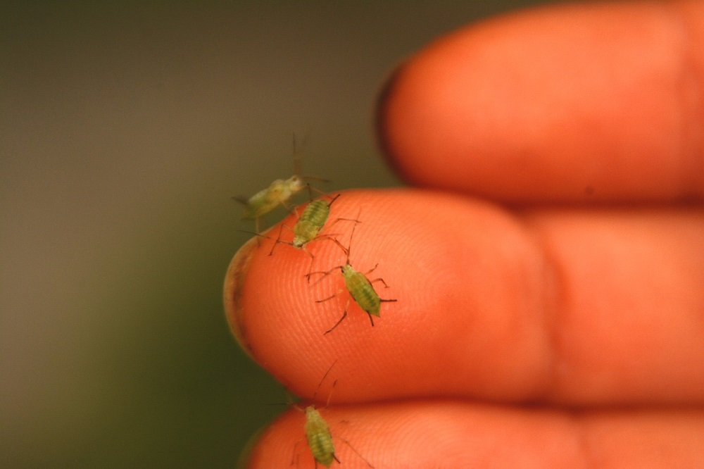 Hoe bestrijd ik bladluizen biologisch?