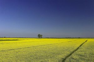 Plant voorbereid op aanvalsvolgorde van insecten