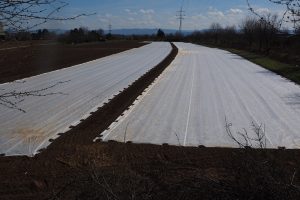 Onderzoek: Effecten van plastic afval op de gezondheid van de bodem