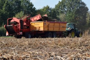 Eerste oogstraming na moeizame aardappeloogst: fors hogere prijs nodig