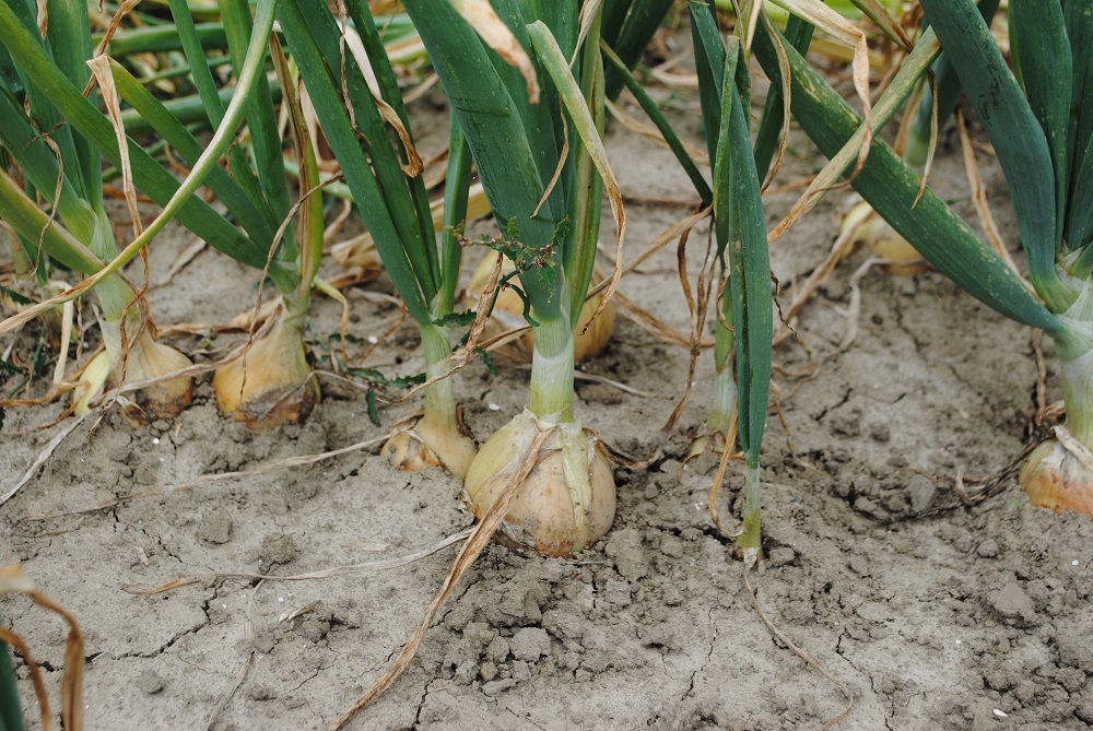 Gewasbescherming heet hangijzer in uienteelt