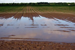 Onderzoek: Hoe overleeft een plant overstromingen?