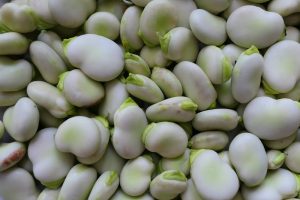 Cosun introduceert nieuw eiwit isolaat uit Fava boon