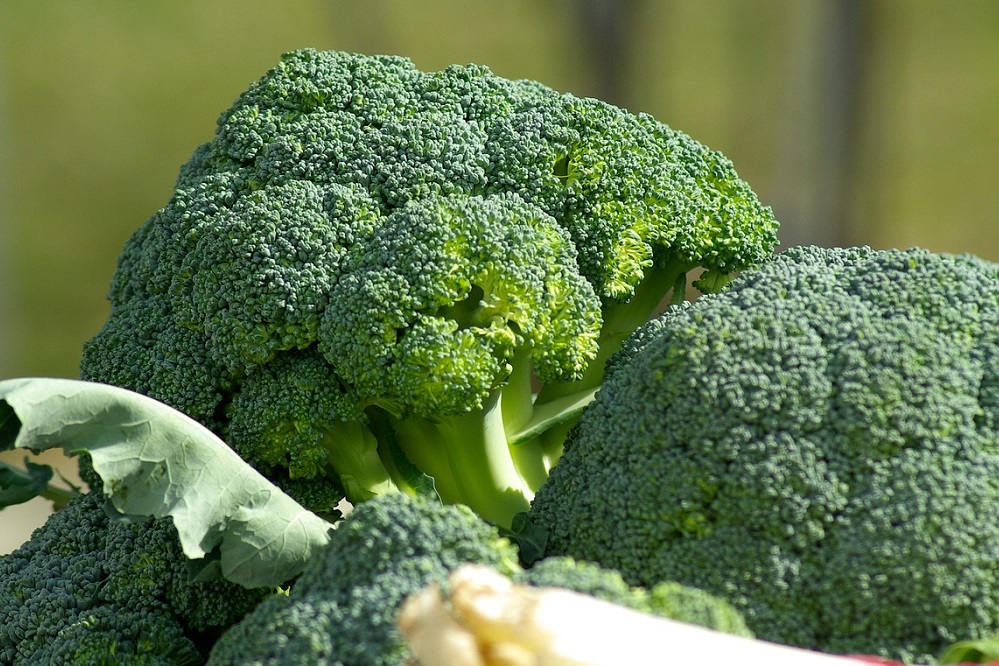 Automatisch oogsten broccoli weer stapje dichterbij dankzij onderzoek studenten