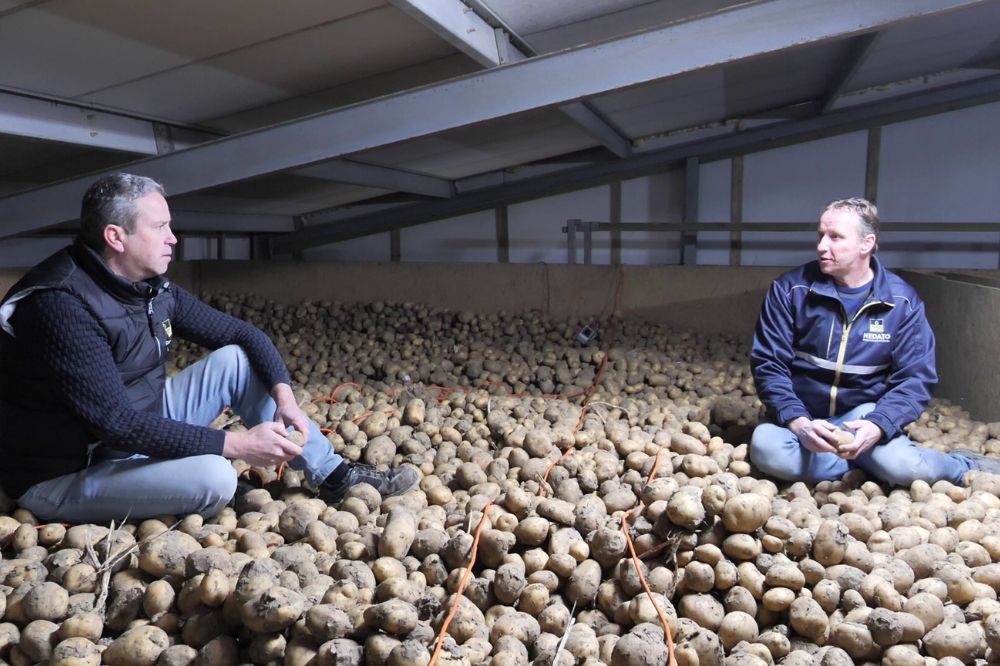 Nedato: Nieuw evenwicht in de aardappelketen