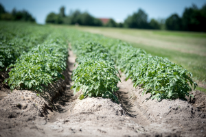 Drones brengen aardappelziekten in kaart