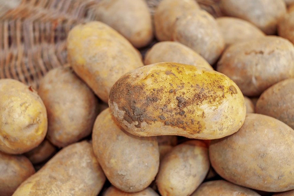 Nieuw aardappelseizoen start met veel onzekerheden