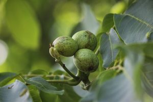 De walnoot geeft akkerbouw efficiëntere stikstofkringloop agroforestry 