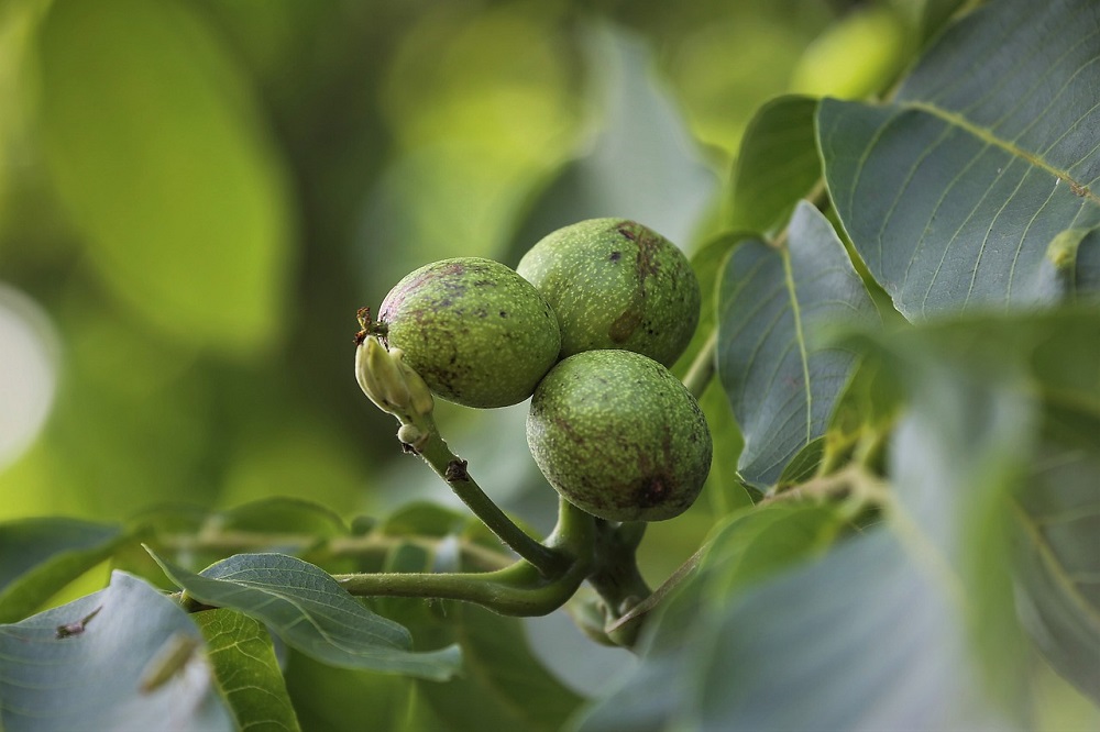 De walnoot geeft akkerbouw efficiëntere stikstofkringloop agroforestry 