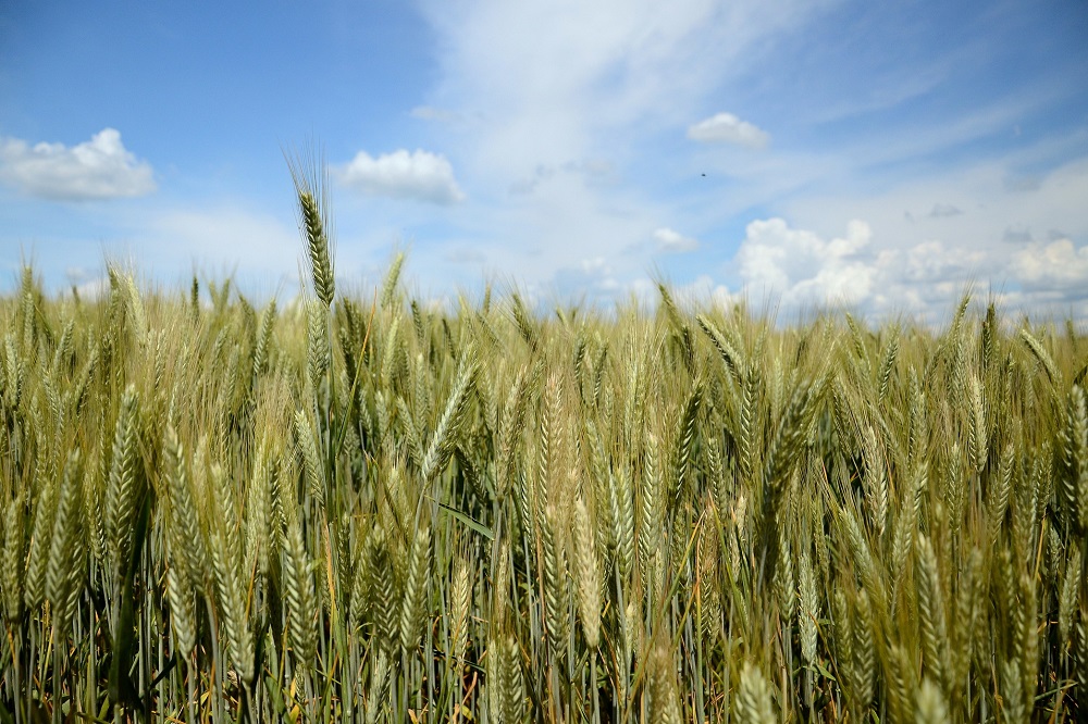 Triticale