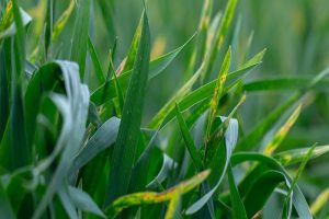 Septoria