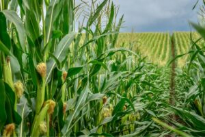 Biologisch product bindt stikstof uit de lucht