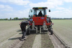 Tussen de rij schoffelen vanaf 4,5 centimeter