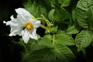 Aardappels met de juiste antennes
