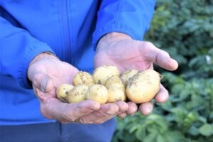 Duurzaam telen met de robuuste aardappel