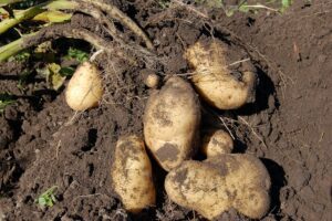 Nieuw convenant robuuste biologische aardappelen tussen België en Frankrijk