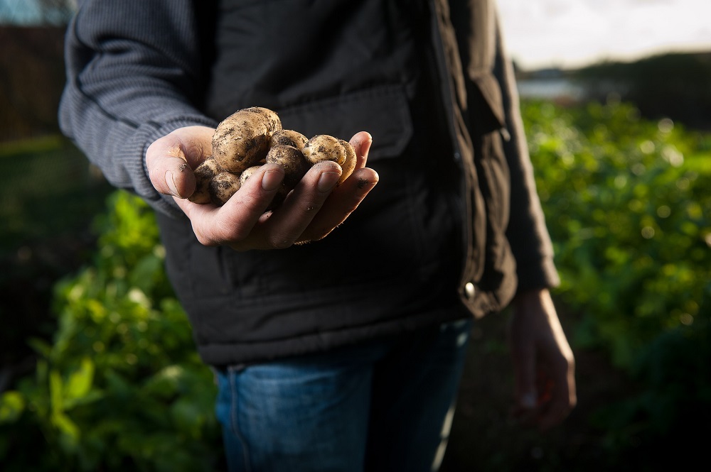 NEPG uit zorgen over prijsdaling vrije aardappelen