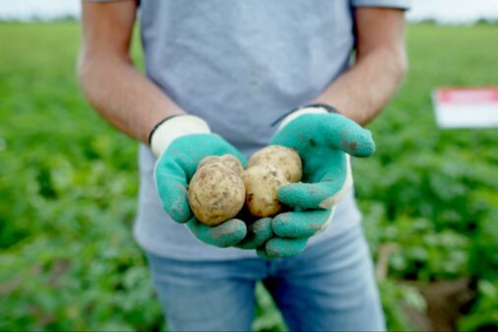 Aardappelveredelaar HZPC boekt forse omzetgroei