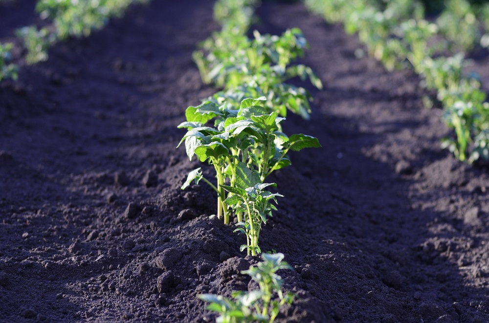 Plant beschermt nakomelingen via bodem