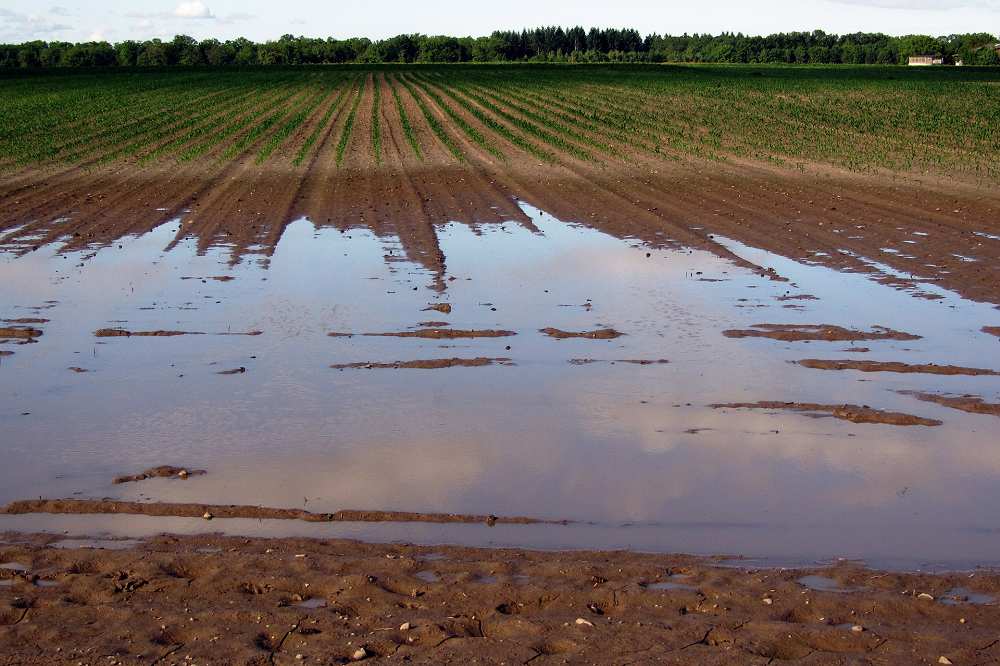 Flexibiliteit voor landbouwers door wateroverlast