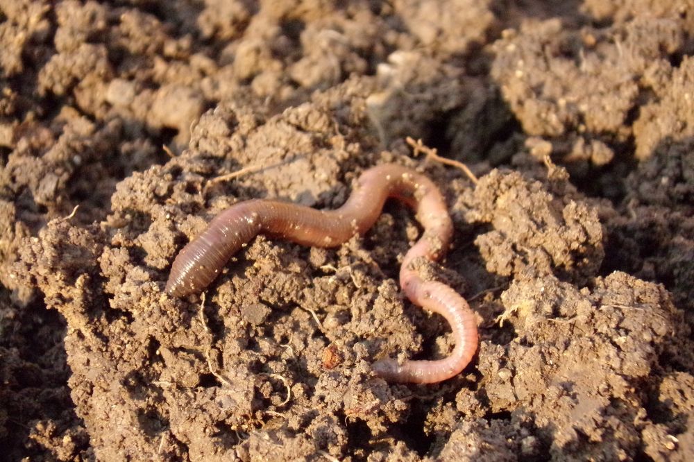 Pendelende regenworm voor klimaatadaptatie