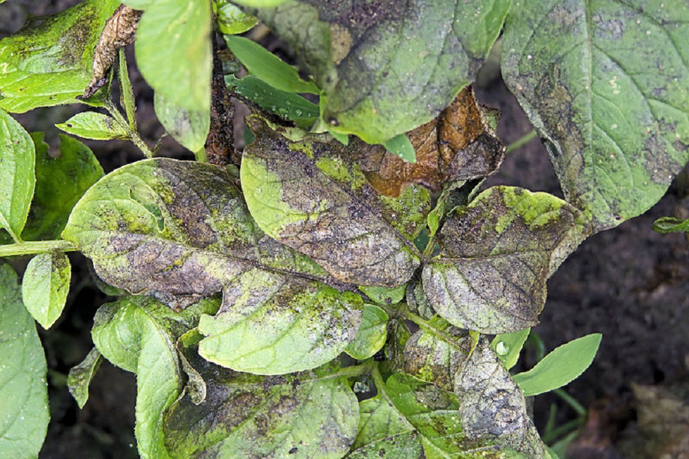 'Phytophthora houdt aardappeltelers in de greep'