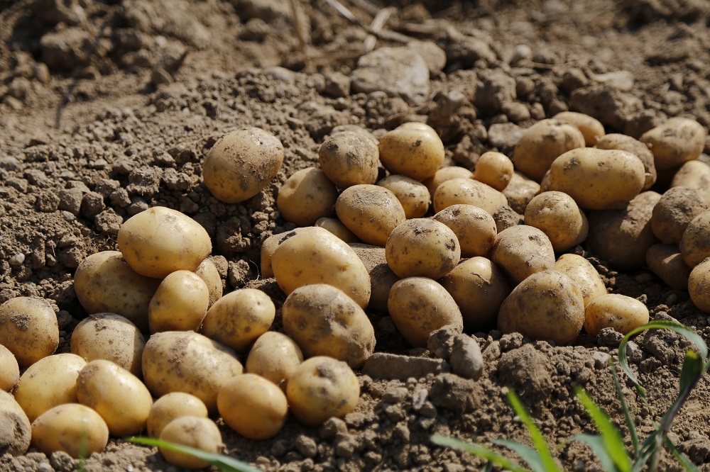 Tips voor verbetering kwaliteit aardappelen
