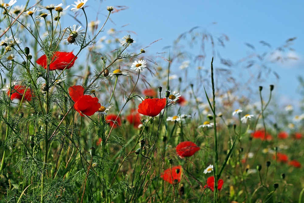 Biologische landbouw beïnvloedt gebruik pesticiden op buurtpercelen