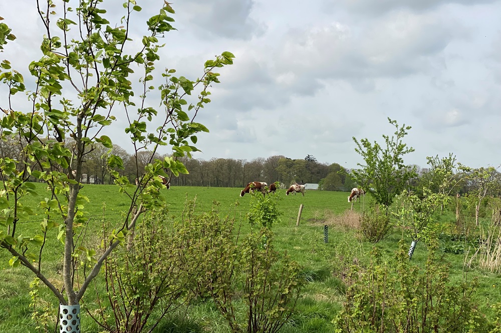 Inschrijven voor aanplantsubsidie agroforestry mogelijk tot 20 september
