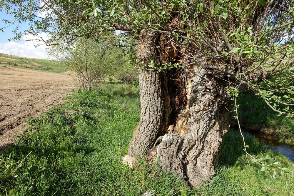 Belgische proef: Wilgen en hennep saneren PFAS-grond