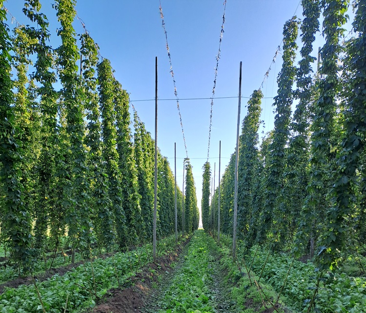 Hop_Inagro3