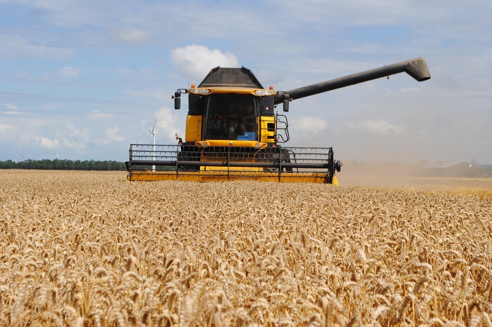 Productie wintertarwe daalde met 30 procent in 2024