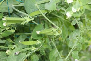 Al gedacht aan ecoregeling 'Vruchtafwisseling met een vlinderbloemige'?