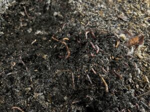 Pur Ver: lokale grondstoffen krijgen een upgrade
