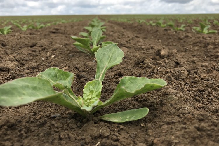 Betaseed 1.750