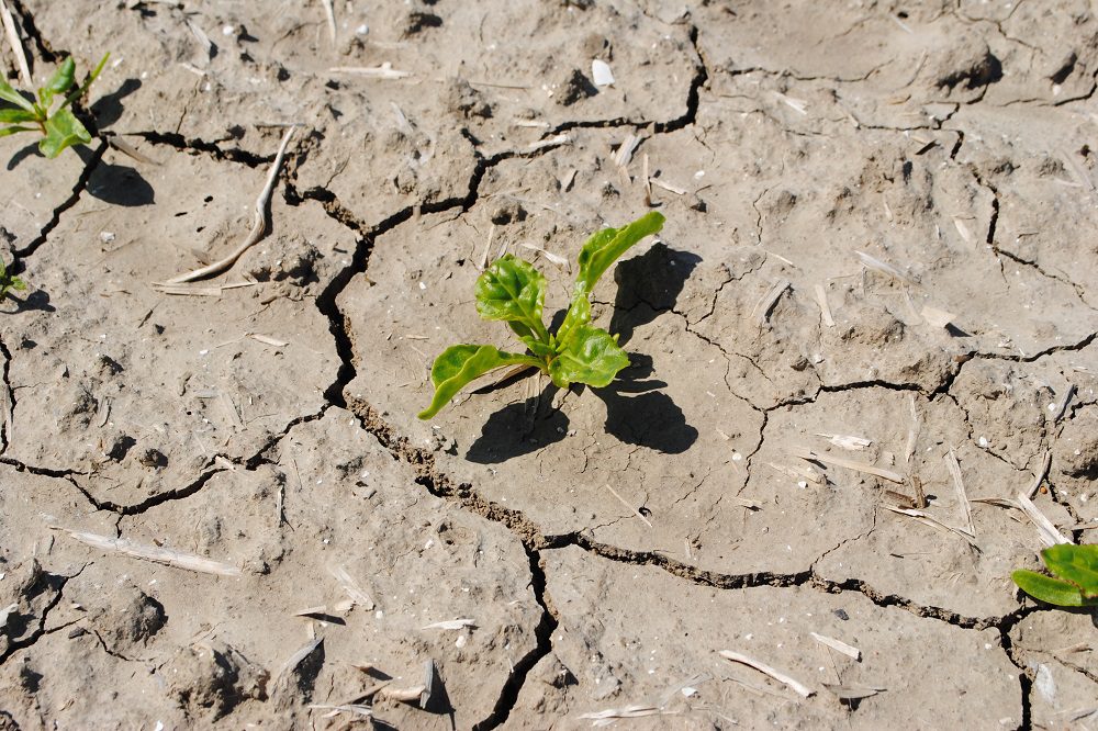 Neerslagtekort leidt tot droogte en verzilting van Vlaamse landbouwgronden