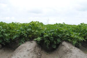 Schaakmat zetten in het phytophthora-spel