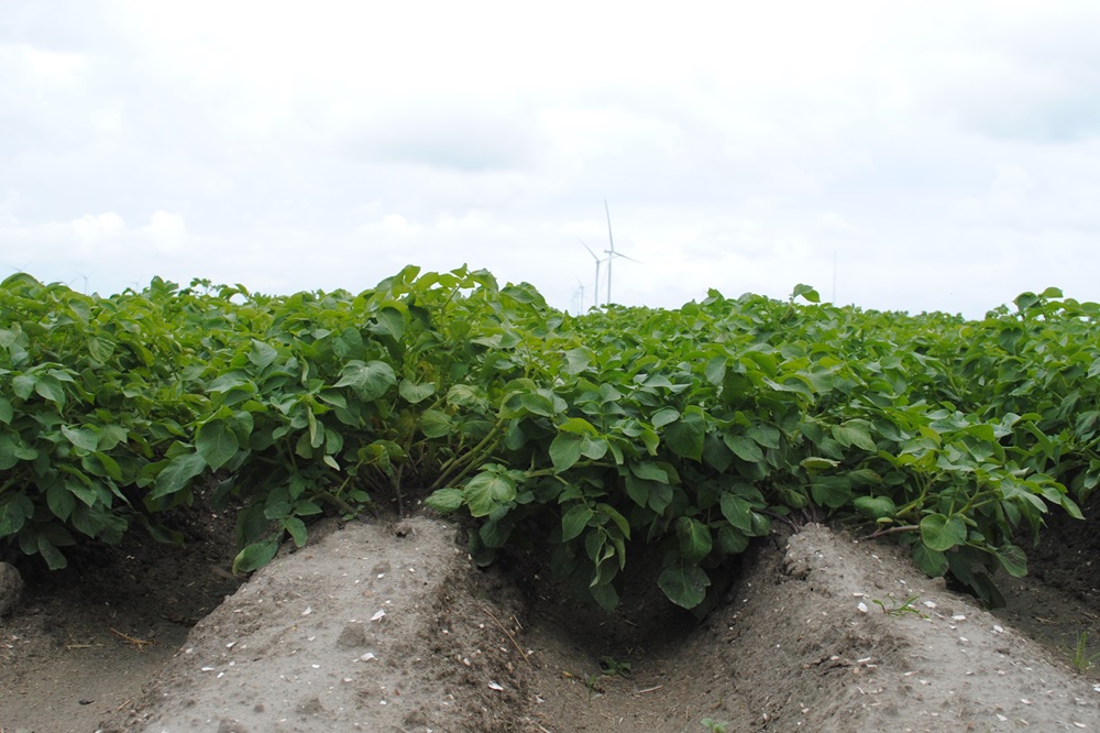 Schaakmat zetten in het phytophthora-spel