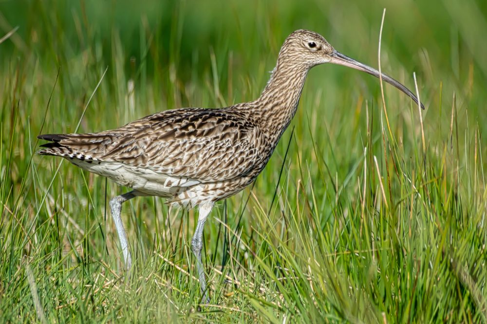 Landbouwers spelen sleutelrol in bescherming kwetsbare akker- en weidevogels