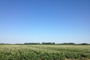 Proefvelden PotatoEurope 2025: 15 bedrijven tonen hun expertise in de praktijk